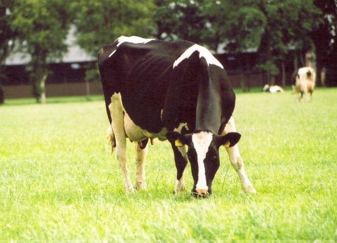 Melkveefosfaat, pluimvee en varkensrechten, Ophalen of Verzenden