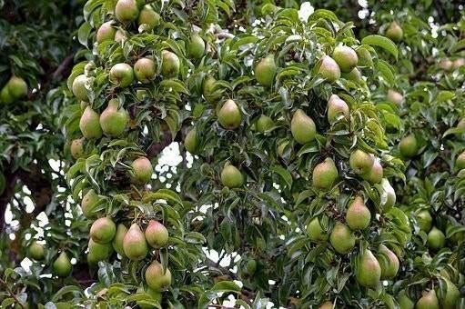 Goedkope fruitbomen appelbomen perenbomen pruimenbomen, Ophalen of Verzenden, Vaste plant, Fruitplanten, Volle zon