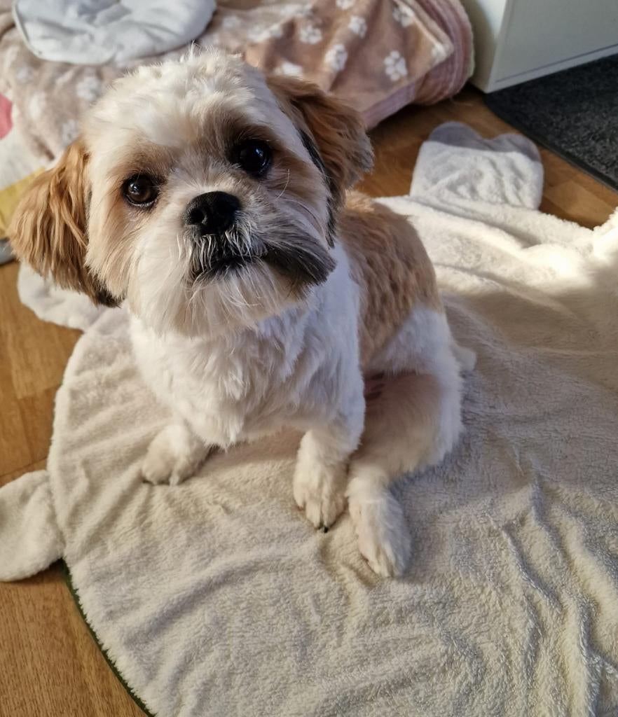 Lex mooie lieve dekreu Shih Tzu met ervaring aangeboden, Reu, Parvo, Eén hond, 3 tot 5 jaar