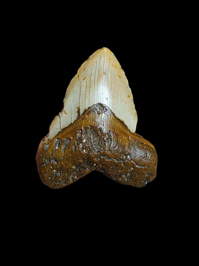 Enorme Carcharodon megalodon tand 5,13" / 13,05 cm.
De tand, Ophalen of Verzenden, Fossiel