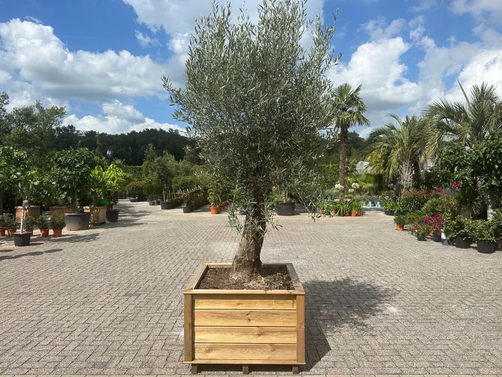 Olijfboom in houten geimpregneerde bloembak te koop!!!!, Tuin en Terras, Planten | Bomen, Ophalen of Verzenden, Olijfboom, 250 tot 400 cm