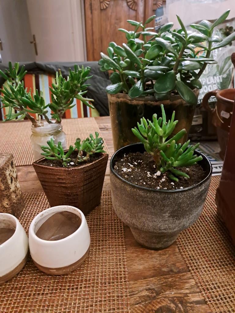 Crassula ovata gollum met pot. Grote 5 euro. Een kleine 3, Tuin en Terras, Bloempotten, Ophalen, Rond, Aardewerk, Minder dan 40 cm