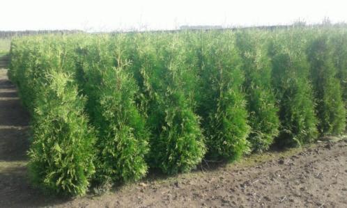 Coniferen Thuja brabant, Bloeit niet, Halfschaduw, 100 tot 250 cm, Overige soorten