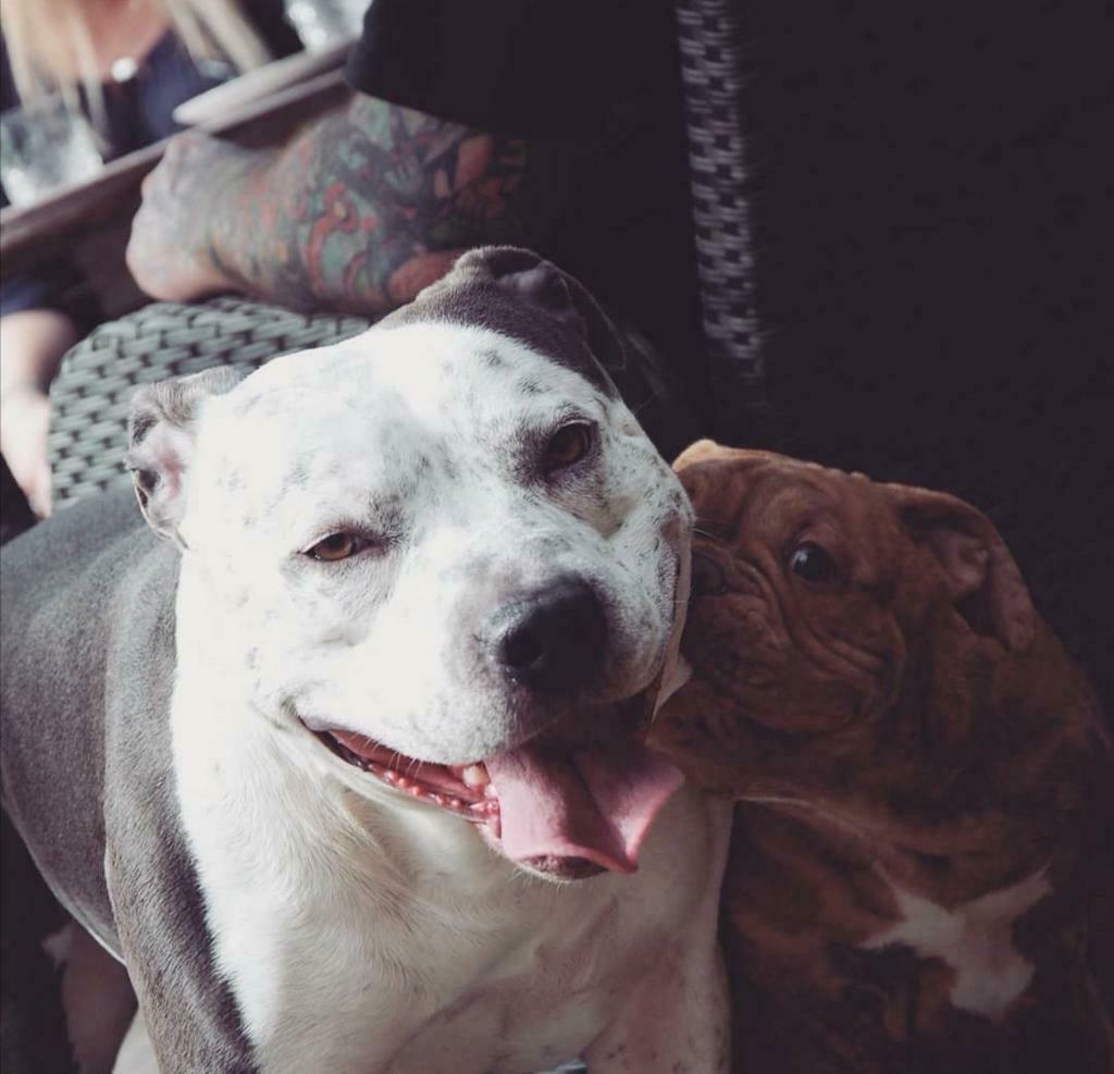 Ter dekking Amerikaanse stafford x pitbull, 6 jaar of ouder, Reu, Eén hond, Nederland