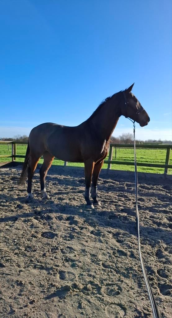 Gezocht verzorger / bijrijder, Dieren en Toebehoren, Paarden en Pony's | Overige Paardenspullen, Overige soorten, Ophalen of Verzenden