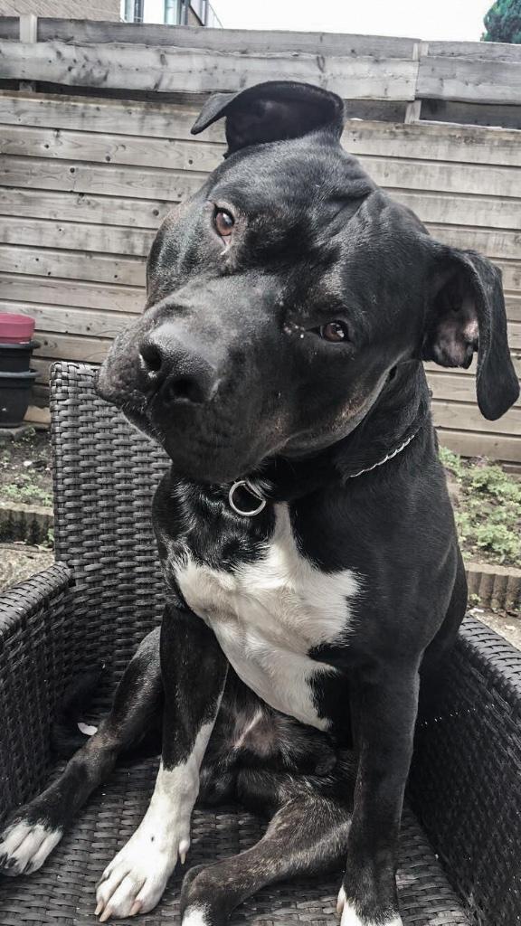 Nieuw huisje voor Special, Dieren en Toebehoren, Honden | Bulldogs, Pinschers en Molossers, 6 jaar of ouder, Reu, Eén hond, Nederland