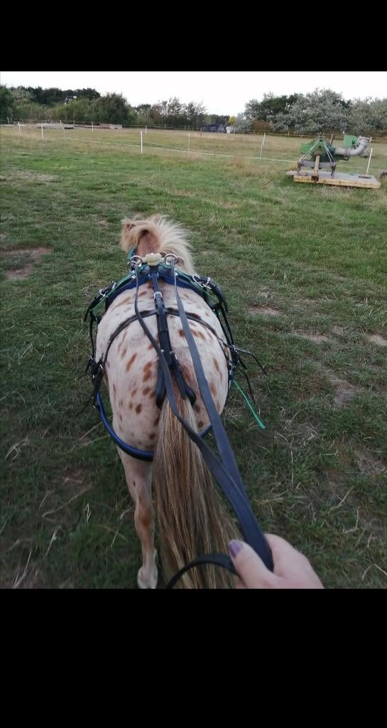 Splinter nieuw tuig mini shet blauw ondergelegd, Dieren en Toebehoren, Paarden en Pony's | Hoofdstellen en Tuigage, Nieuw, Overige soorten