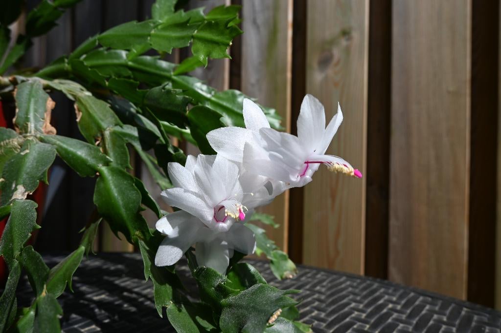 Stekje lidcactus (Schlumbergera truncatus) plant, Overige soorten, Minder dan 100 cm, Bloeiende kamerplant, Halfschaduw