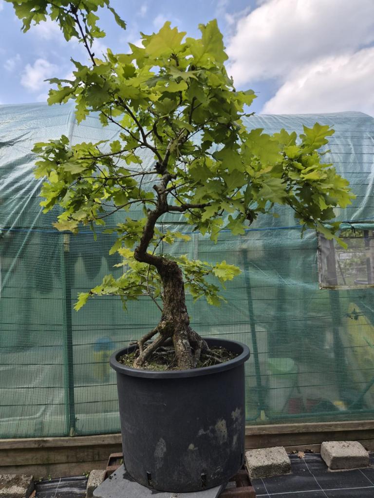Bonsai starter zomer eik Quercus Robur, Tuin en Terras, Planten | Bomen, Ophalen, In pot, Overige soorten