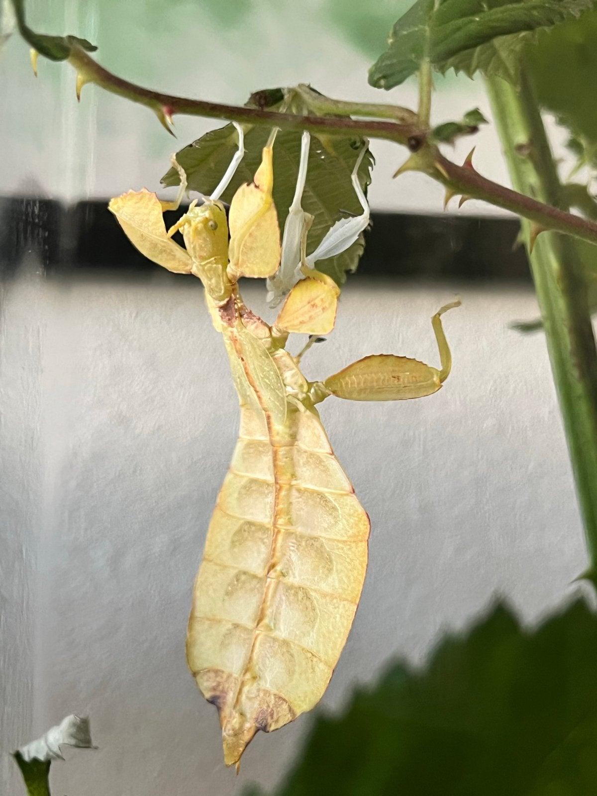 Wandelende blad eitjes , phylium letiranti, Wandelende tak