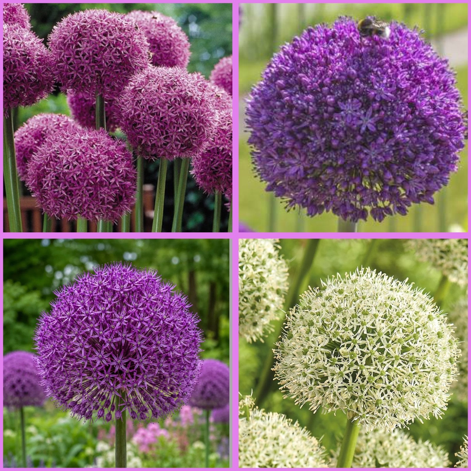 Aanbieding Allium 12-bollen, topkans wel heel voordelig., Ophalen of Verzenden, Volle zon