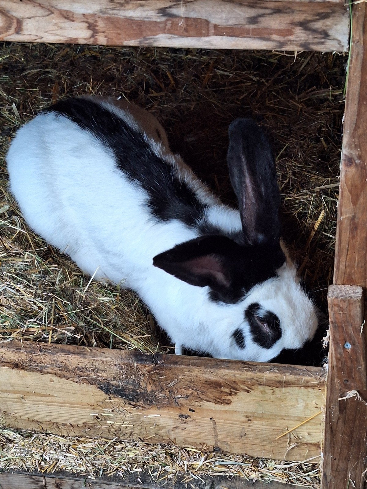 GROOT Lotharinger Ram, Dieren en Toebehoren, Mannelijk, Groot