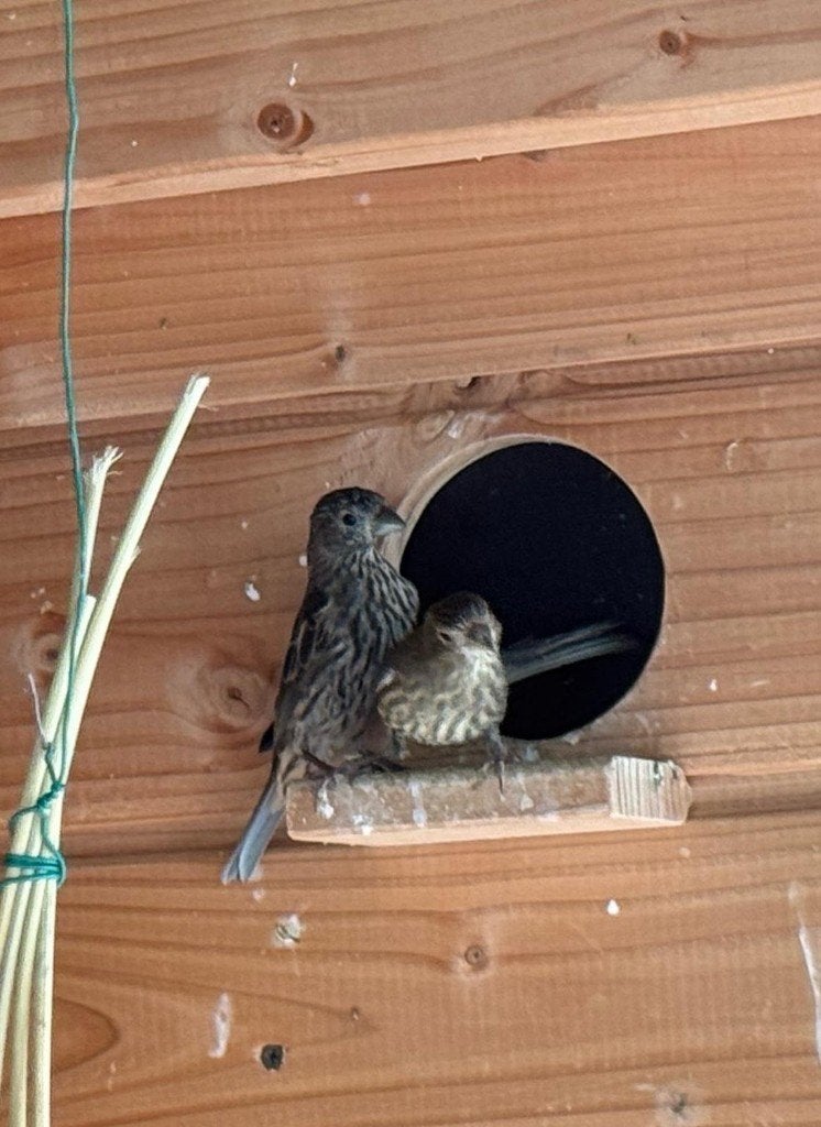 mexicaanse roodborstmussen, Vrouwelijk, Wildzangvogel