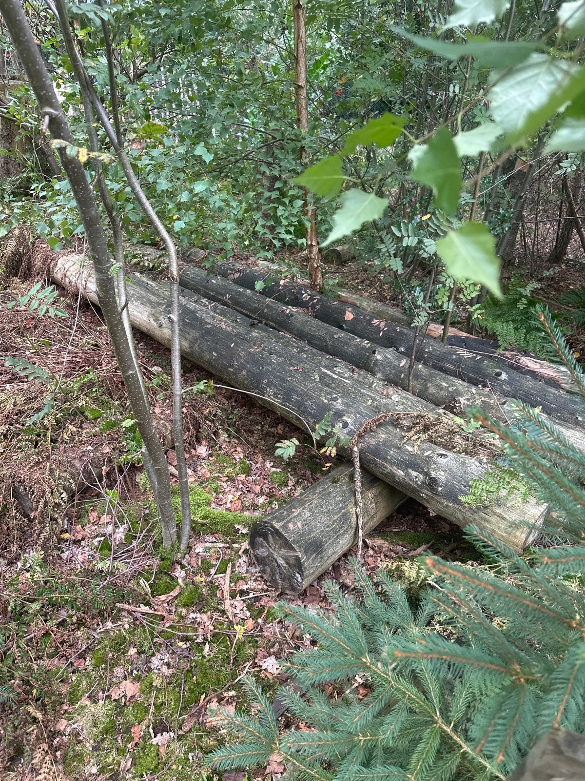 Boomstammen van diverse dikte en lengte, 6 m³ of meer, Ophalen, Overige houtsoorten, Stammen