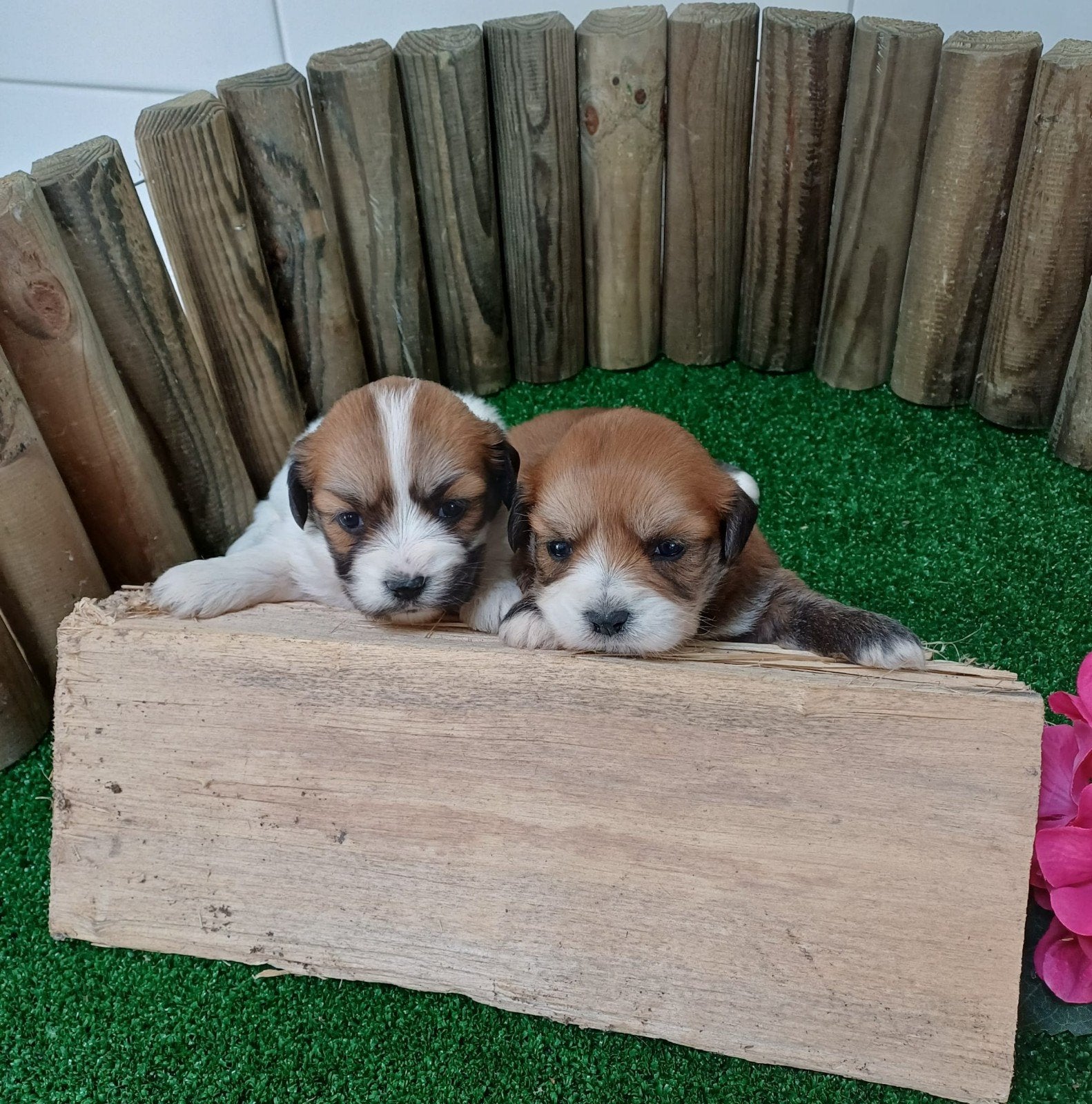 Boomer maltezer teckel (malteck) en maltezer shih tzu pups, Parvo, Nederland, Overige rassen, 8 tot 15 weken