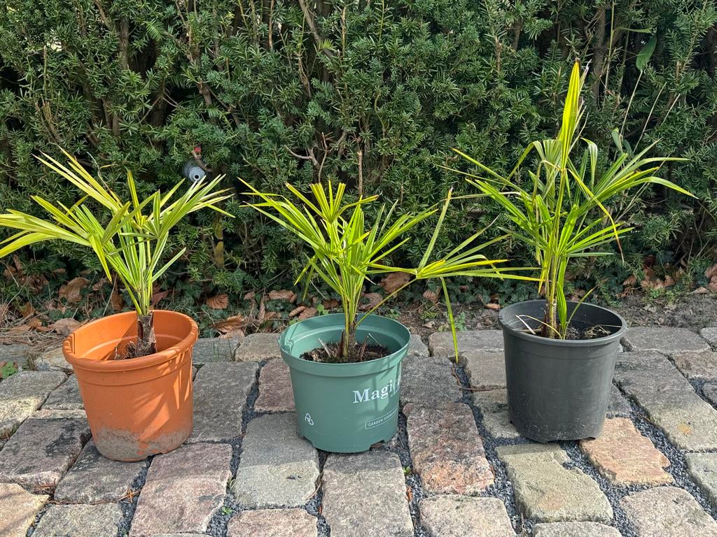 Winterharde Trachycarpus palm - wagnerianus, Overige soorten, Vaste plant, Ophalen of Verzenden, Bloeit niet