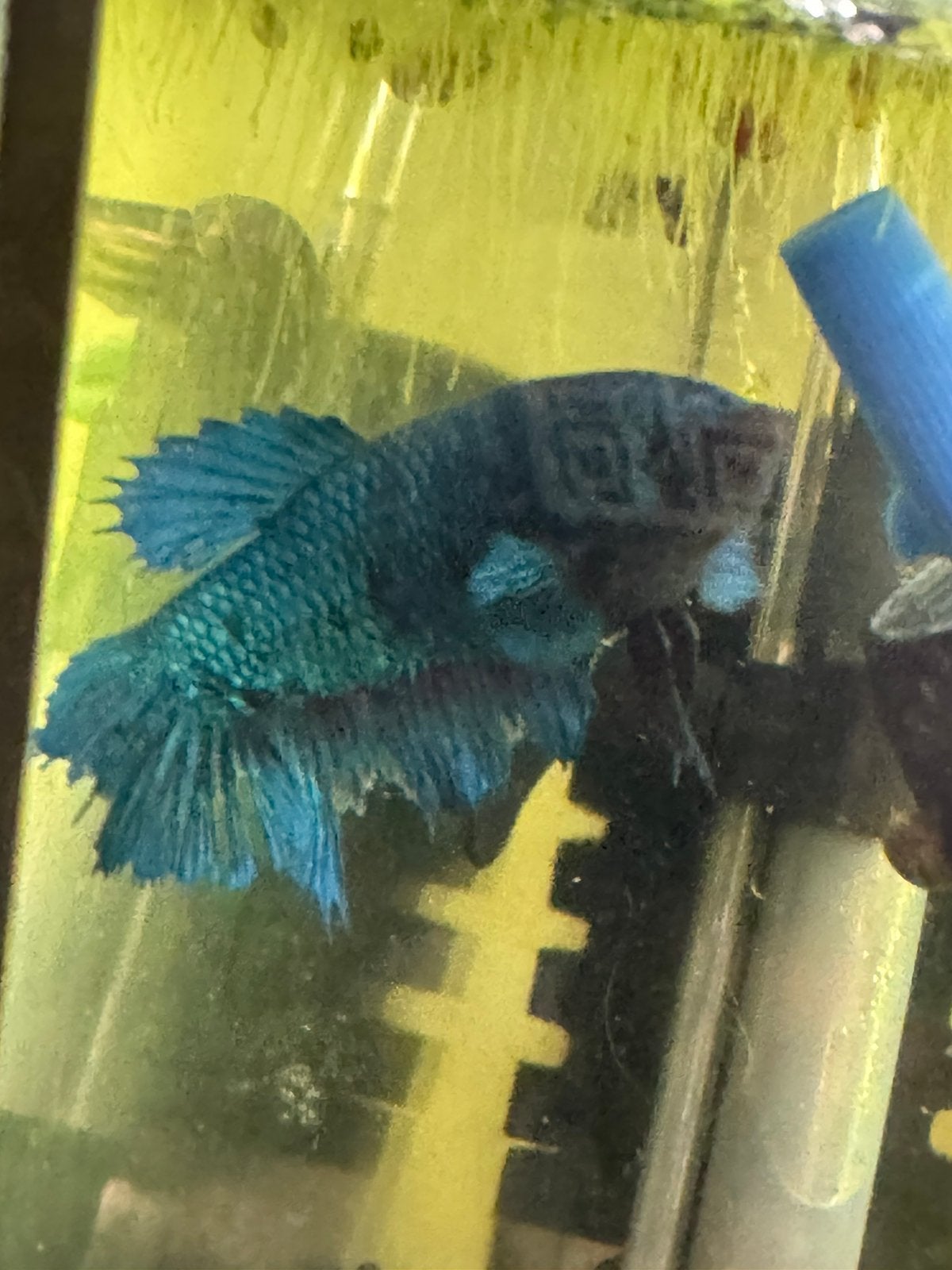 Betta visjes vrouwtje, Vis