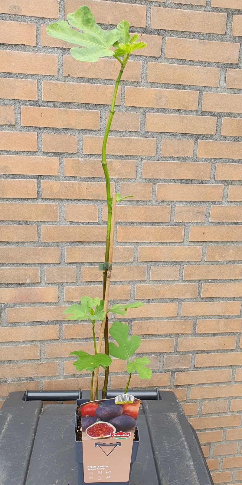 Vijgenboom, Tuin en Terras, Ophalen, Minder dan 100 cm, Vijgenboom, Lente