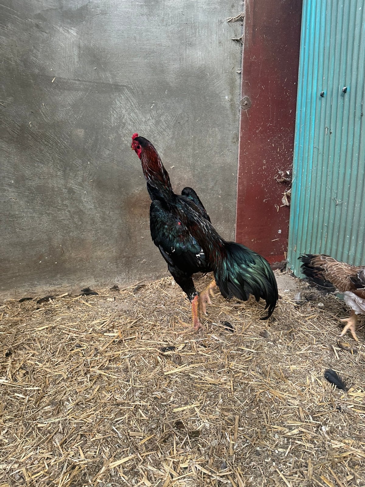 Shamo 4 stuks, Meerdere dieren, Kip