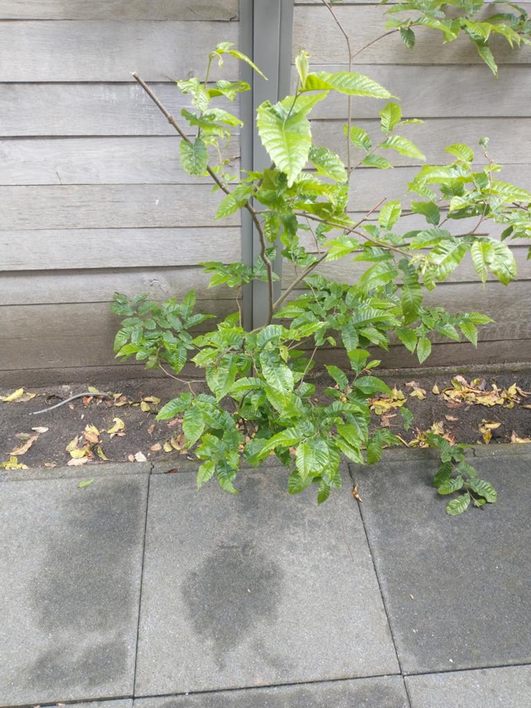 Tamme kastanje boom 150 cm., Vaste plant, Halfschaduw, Zomer, Ophalen