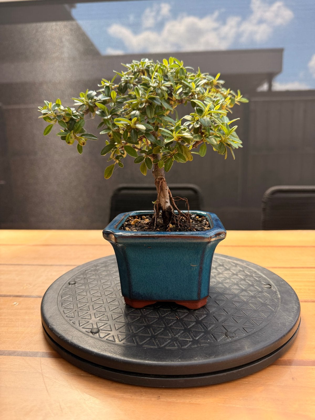 Pre-bonsai Cotoneaster: Bloemen in lente, bessen in herfst, Tuin en Terras, Planten | Tuinplanten, Overige soorten, Vaste plant