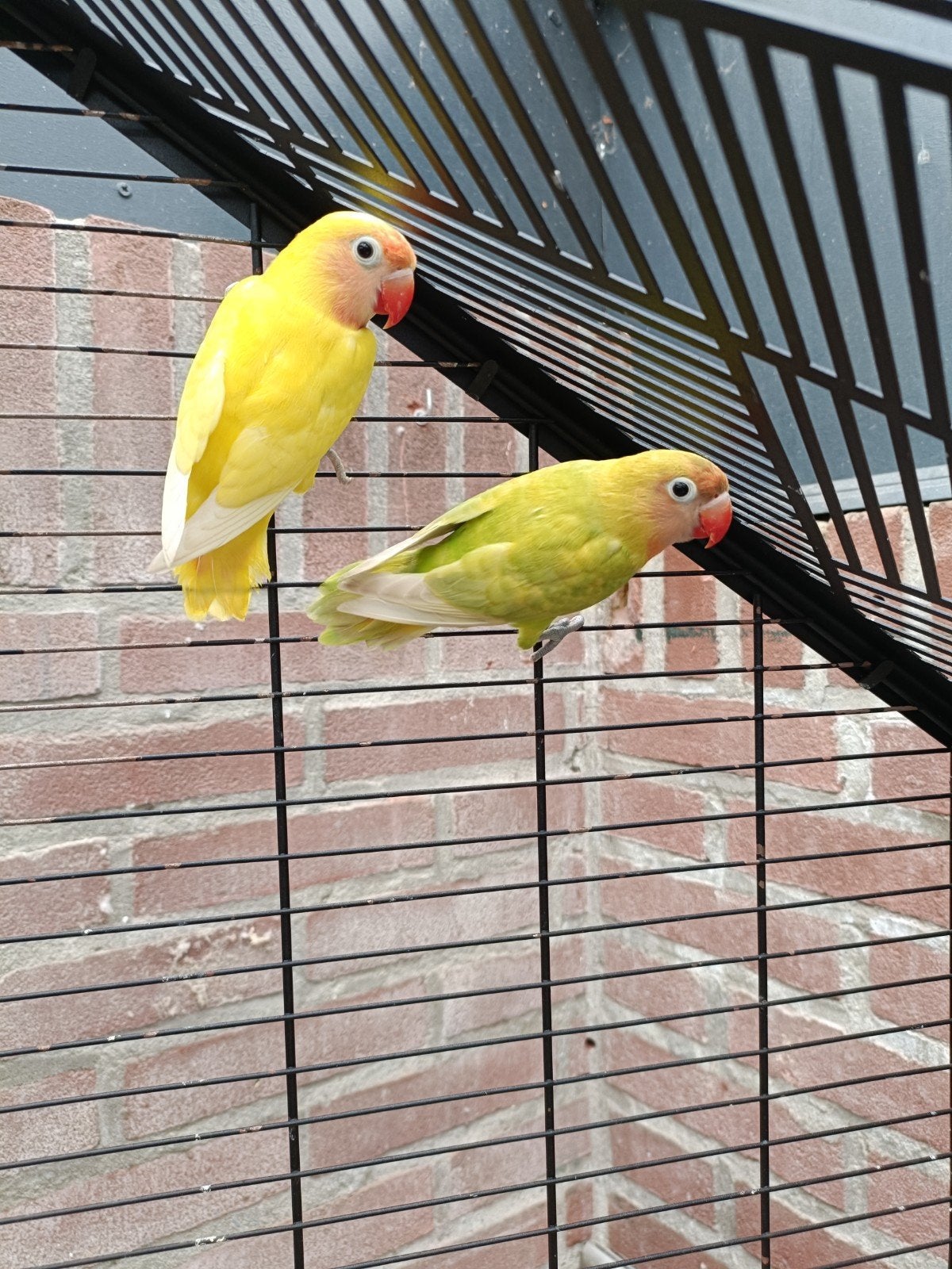 2 jonge agapornissen., Dieren en Toebehoren, Vogels | Parkieten en Papegaaien, Geslacht onbekend, Dwergpapegaai of Agapornis
