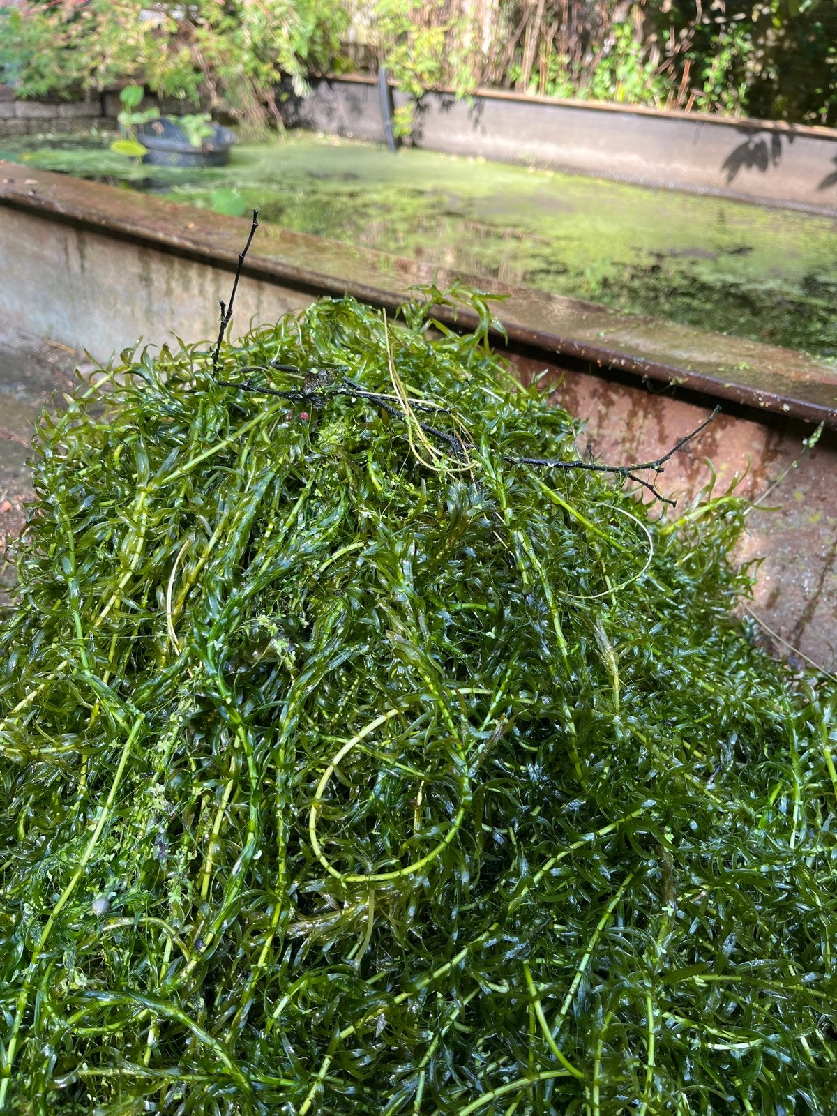 Waterpest (5-10 kg) - Verse vijverplanten, Tuin en Terras, Ophalen, Gebruikt