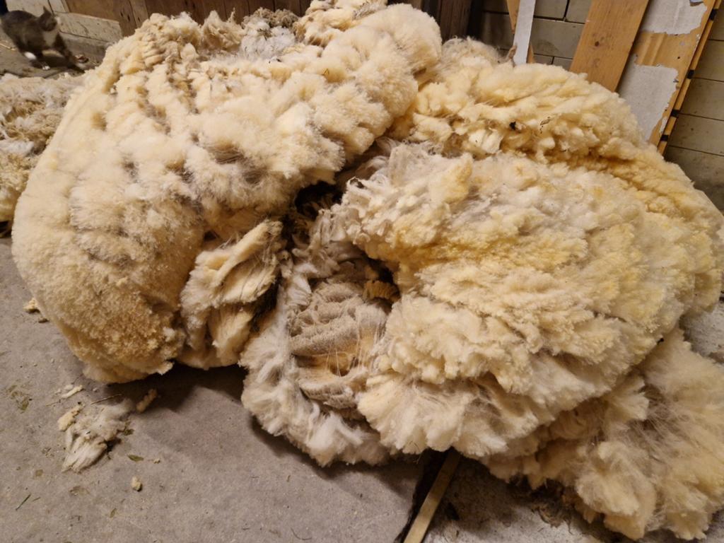Schapenwol, Meerdere dieren, Schaap