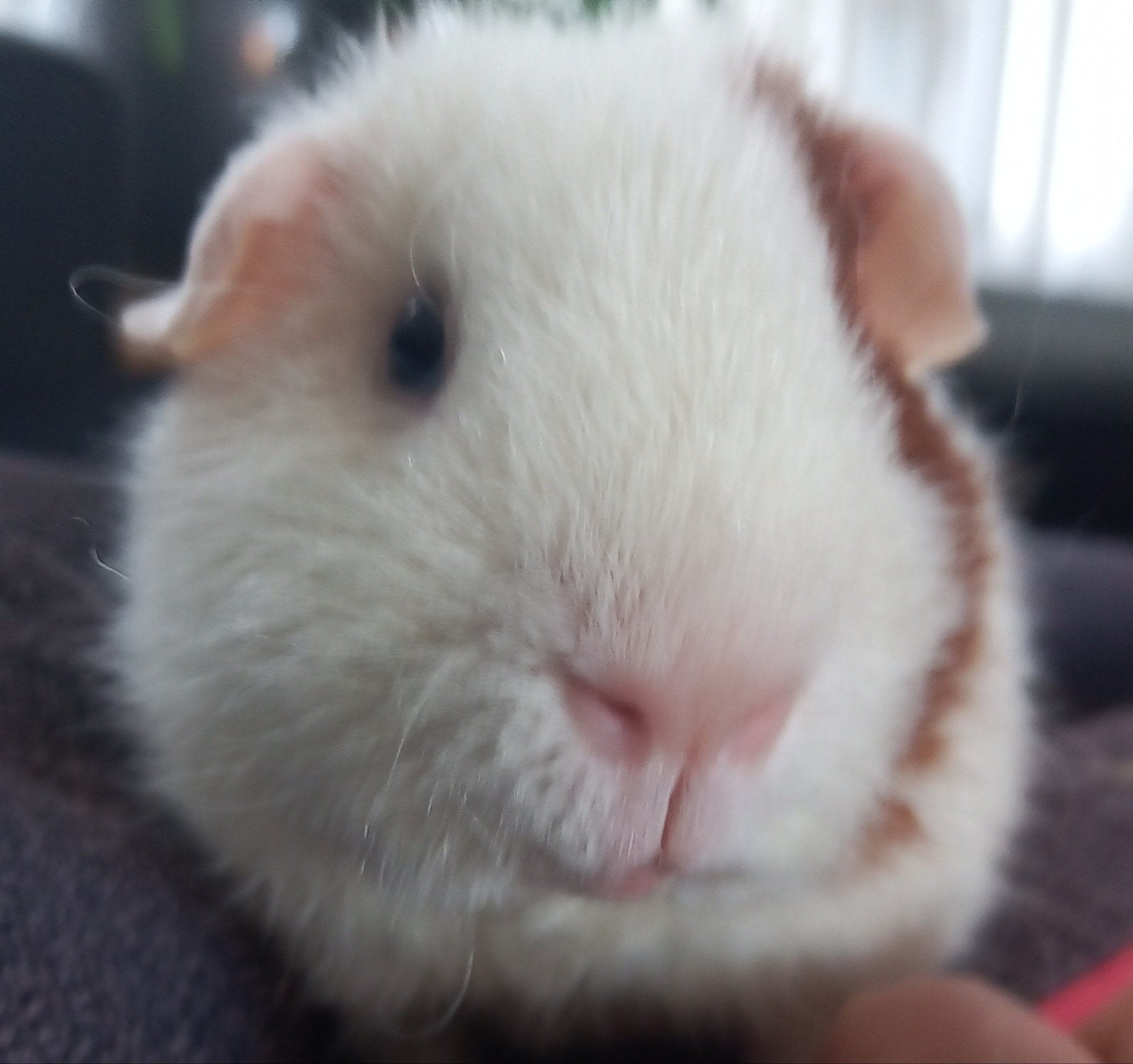 knappe Zuko zoekt een huisje, 29-7 geboren, Juli, Mannelijk, Cavia