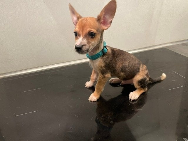 Jack Russel puppy's, Dieren en Toebehoren, Honden | Jack Russells en Terriërs, Parvo, Jack Russell Terriër, 8 tot 15 weken, Meerdere
