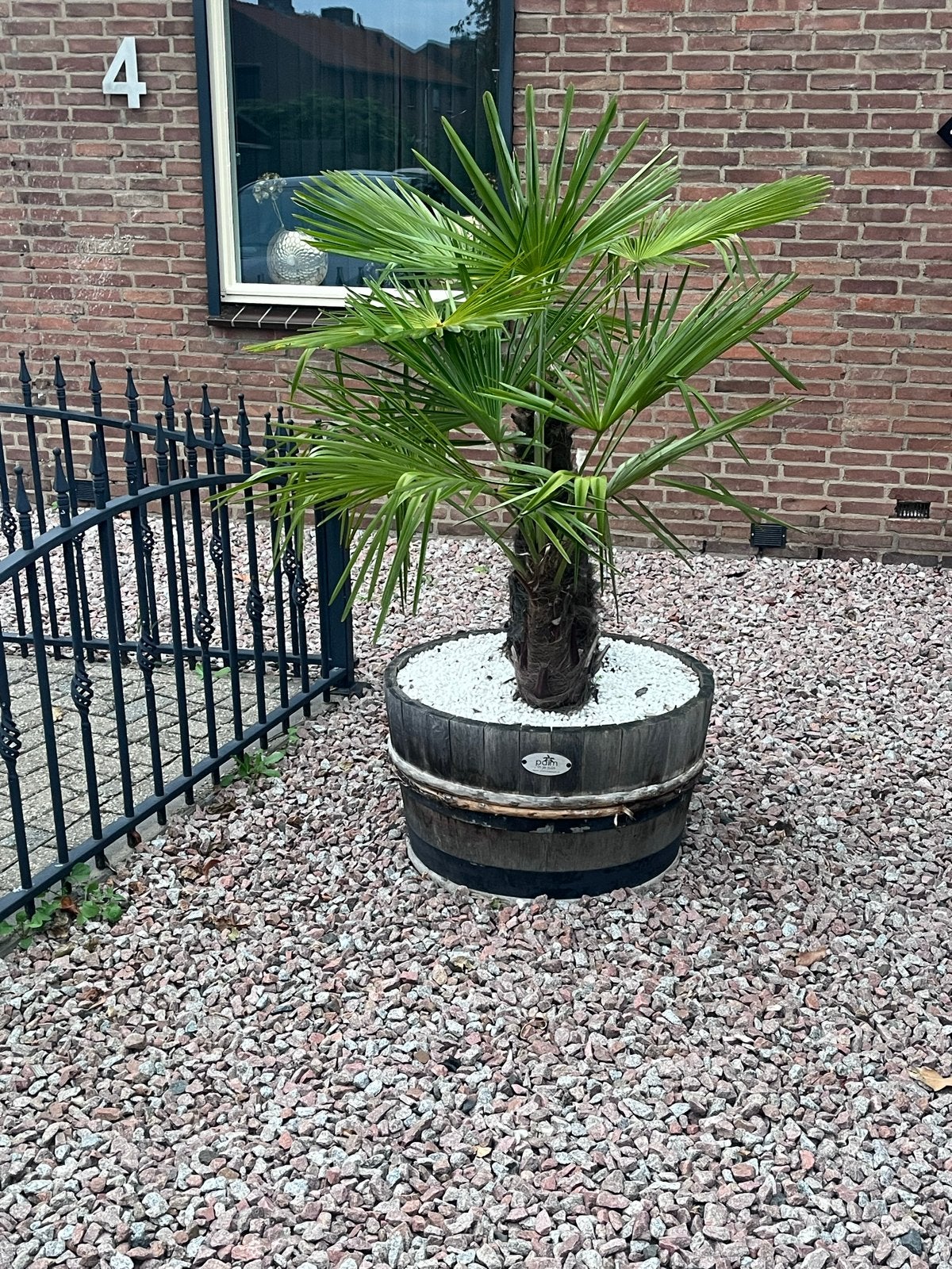 Winterharde palmboom in houten kuip, Volle zon, Vaste plant, Bloeit niet, Ophalen