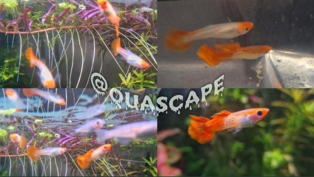 Poecilia Reticulata - Orange Guppy Cobra Koi - aquarium, Dieren en Toebehoren, Vis, Zoetwatervis, Schoolvis