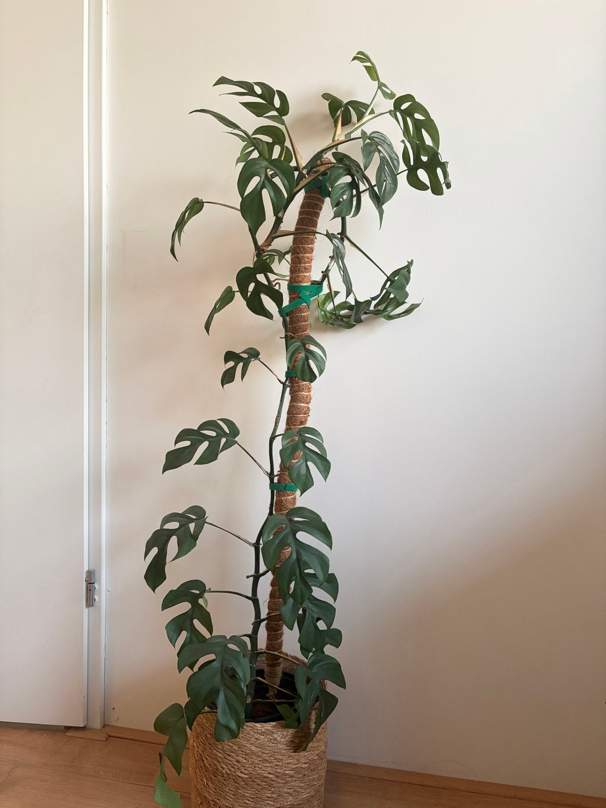 Grote Monstera Adansonii op mosstok - 180 cm, Ophalen, Overige soorten, Halfschaduw, In pot