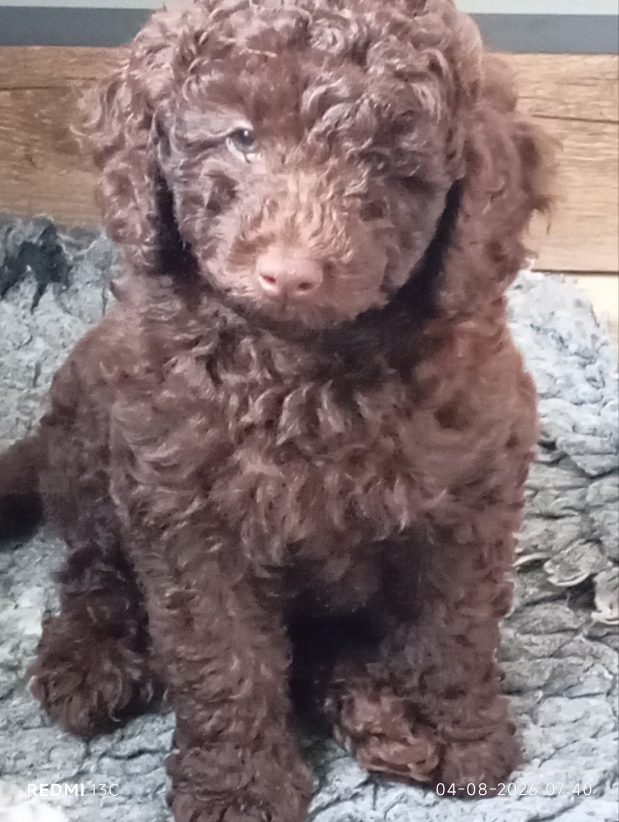 Labradoodle (Mini,Choco), Overige rassen, Teef, Eén hond, Nederland