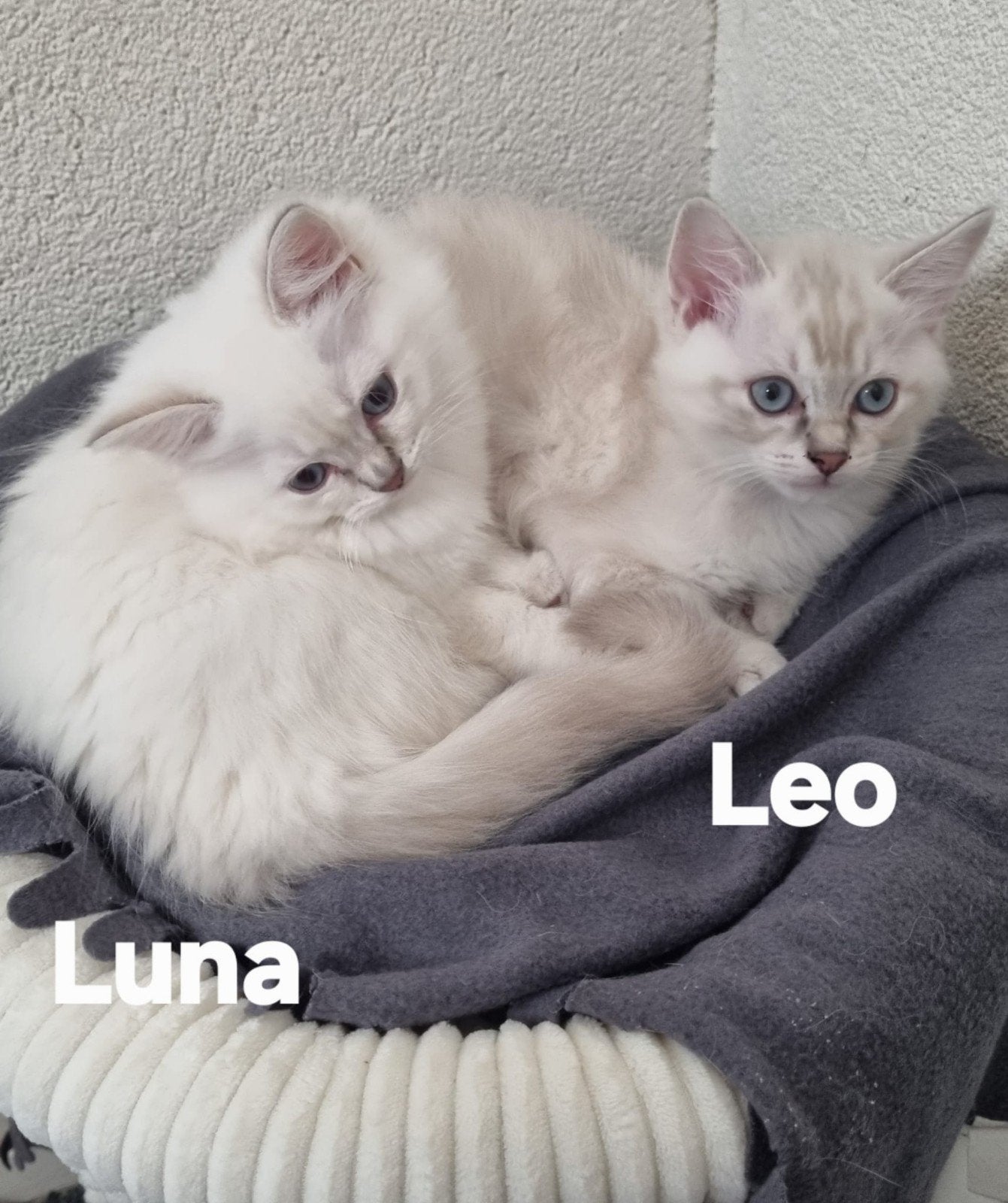 Ragdoll kittens, Meerdere dieren