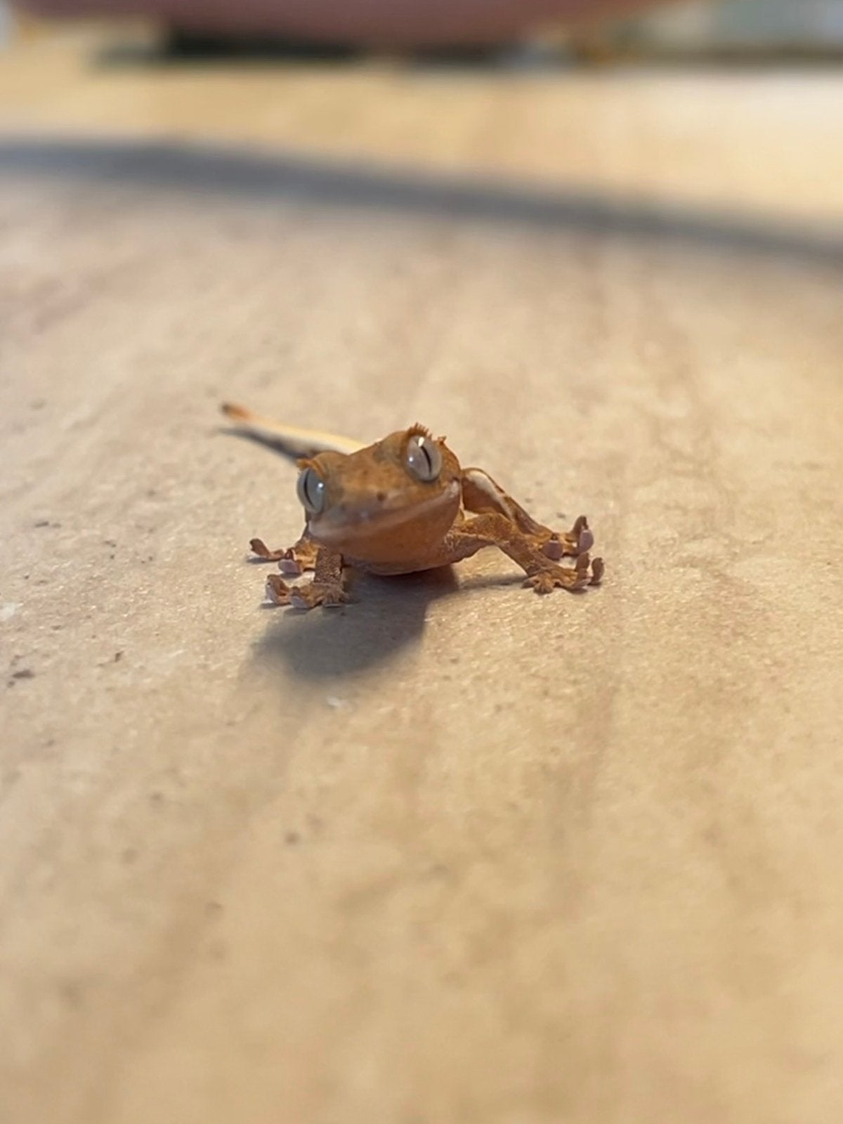 Wimper gecko - crested gecko, Dieren en Toebehoren, Hagedis, 0 tot 2 jaar