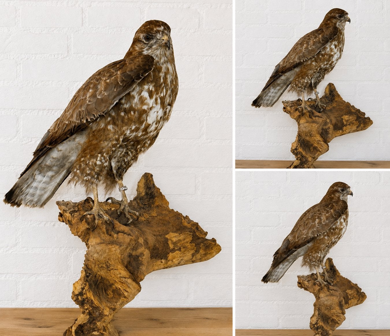Opgezette roofvogel, Verzamelen, Ophalen of Verzenden, Gebruikt, Vogel, Opgezet dier