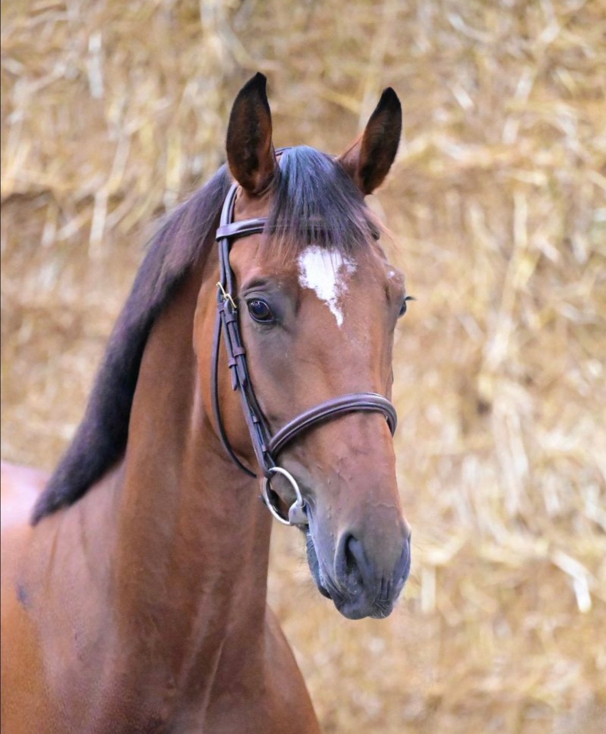 Springpaard voor bruikleen/ lease, Stalling, 1 paard of pony