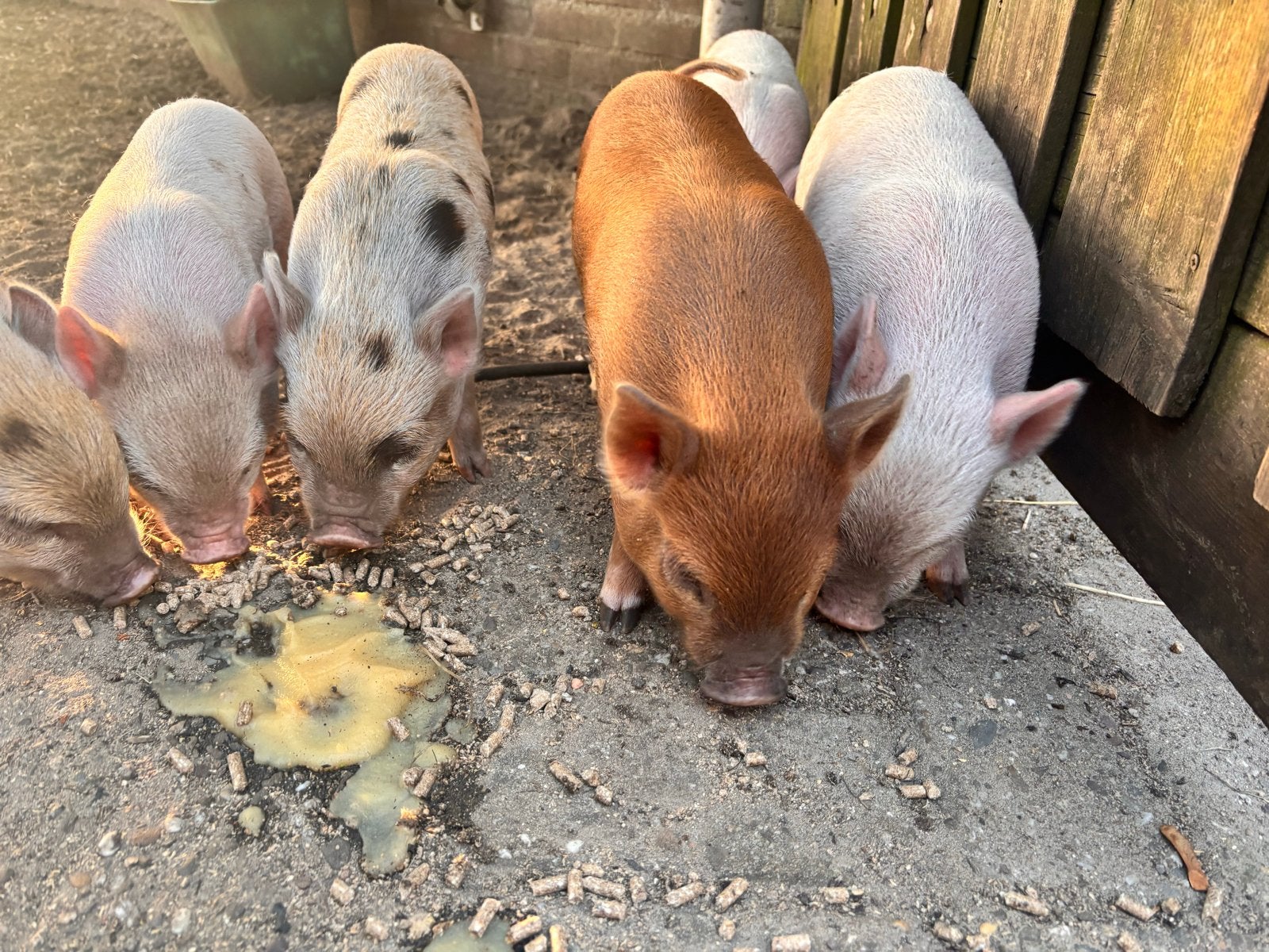 Hele leuke biggetjes Göttinger minivarken x Kune Kune, Meerdere dieren, Schaap