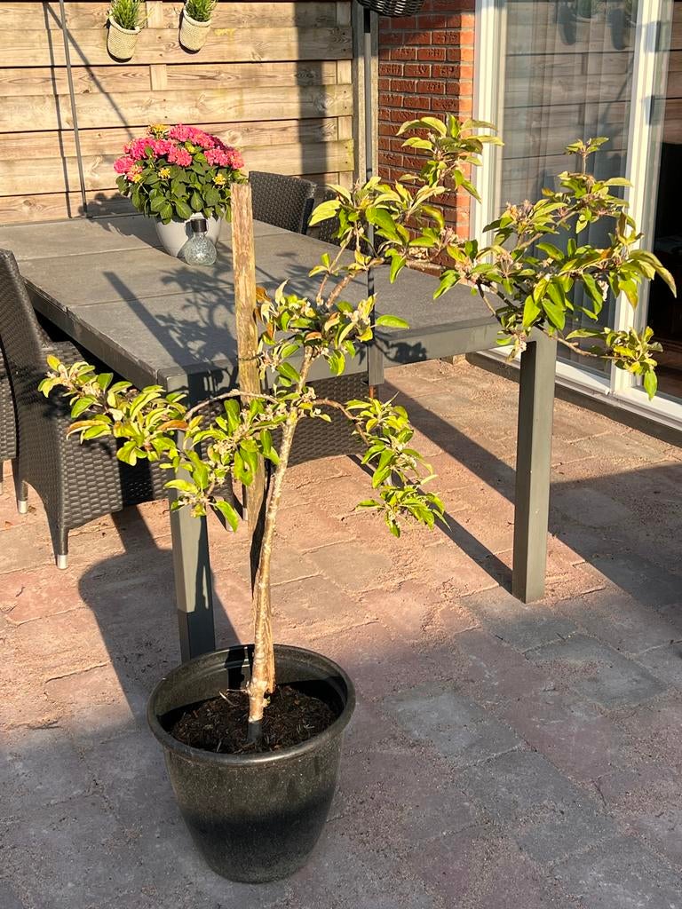 Jonge appelboom zonder pot - Ideaal voor terras of tuin, Tuin en Terras, Planten | Bomen, Overige soorten, Lente, 100 tot 250 cm