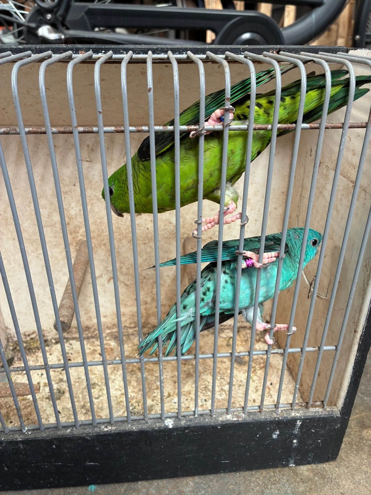Catharina parkieten 2 koppels, Dieren en Toebehoren, Vogels | Parkieten en Papegaaien, Meerdere dieren, Parkiet, Geringd