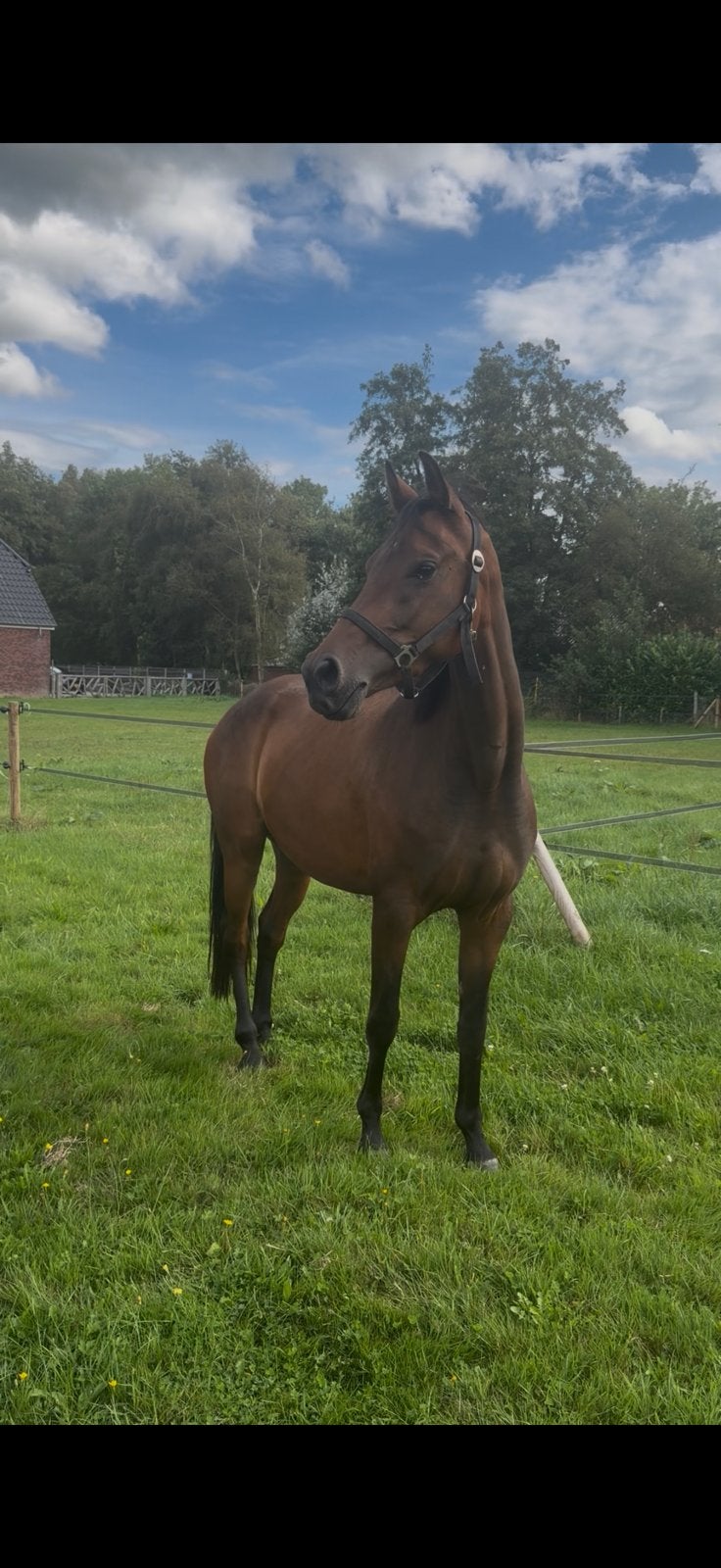 Super mooie merrie, Dieren en Toebehoren, Paarden, Merrie, Met stamboom, Dressuurpaard, 3 tot 6 jaar