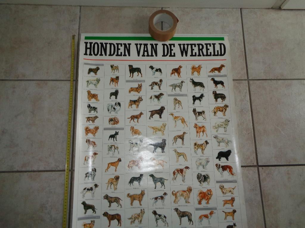Poster Honden van de wereld., Ophalen of Verzenden, Zo goed als nieuw, A1 t/m A3, Dier of Natuur