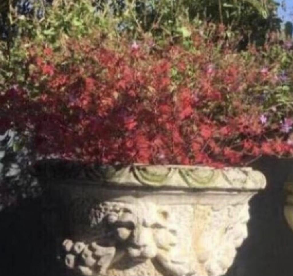 Geranium bodembedekker plant met roze bloemetjes gratis, Tuin en Terras, Planten | Tuinplanten, Vaste plant, Overige soorten, Halfschaduw