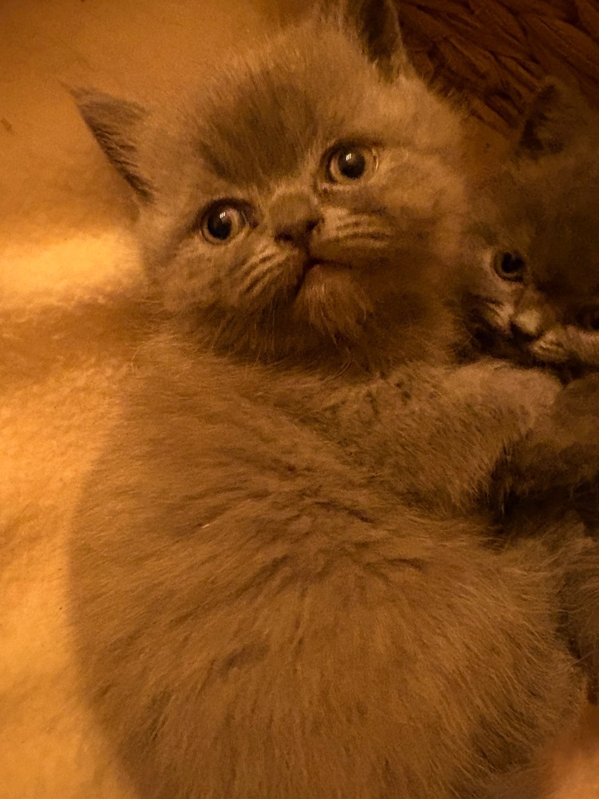 Britse korthaar x pers kittens, Dieren en Toebehoren, Kater, Ontwormd