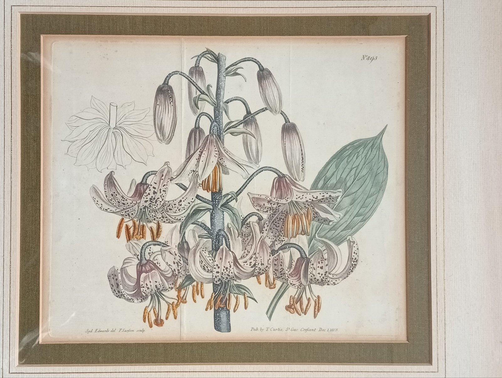 Turkse Lelie Botanische Gravure 1805, Antiek en Kunst, Ophalen of Verzenden