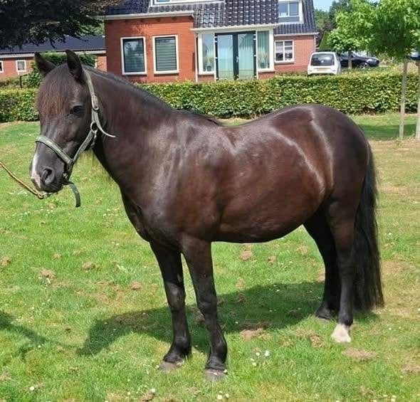 new forest pony, Gechipt, Ruin, Niet van toepassing, B pony (1.17m tot 1.27m)