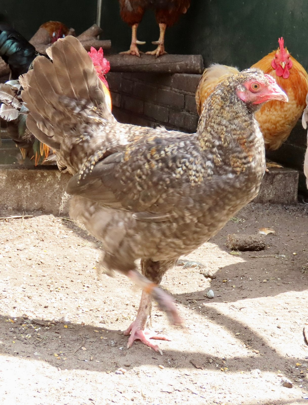 Ziggy, ontzettend tamme haan, Dieren en Toebehoren, Mannelijk, Kip