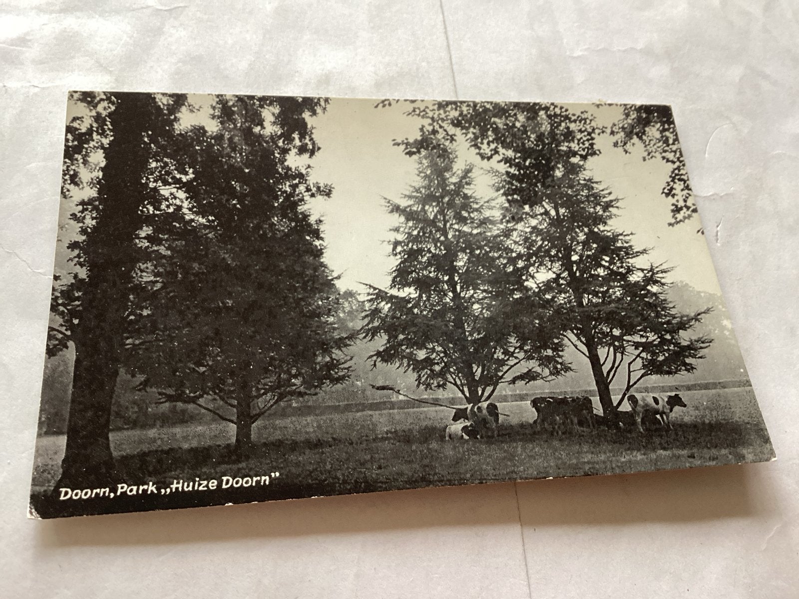 Oude Ansichtkaart Doorn, Park "Huize Doorn" met koeien, Ophalen of Verzenden, Voor 1920, Ongelopen, Utrecht