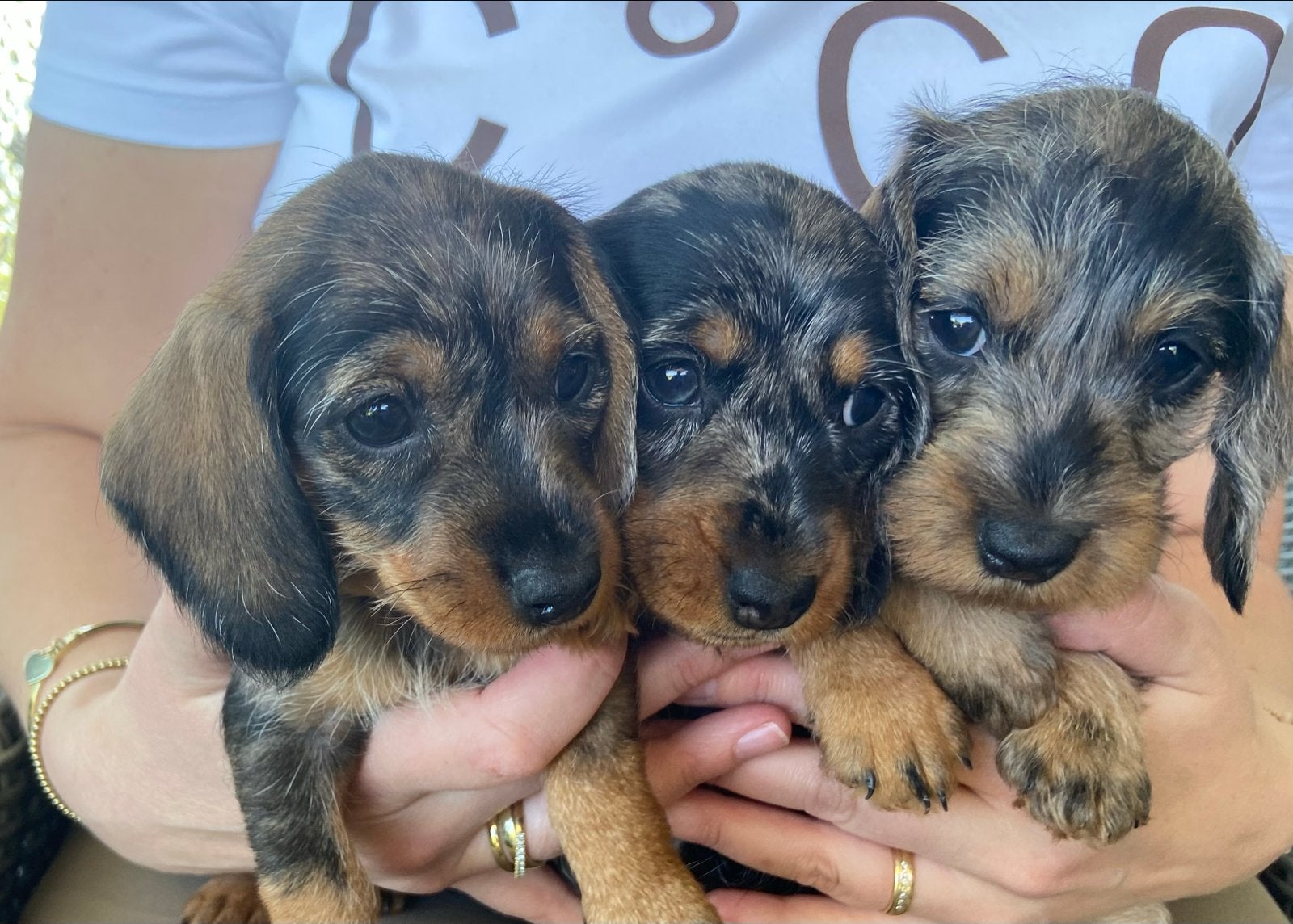 Ruwharige Dwergteckeltjes, Dieren en Toebehoren, Honden | Niet-rashonden, Parvo, 8 tot 15 weken, Teef, Meerdere